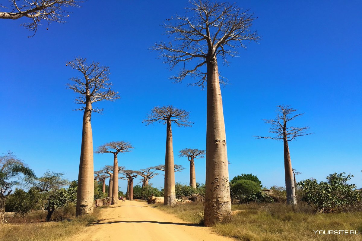 Остров Мадагаскар аллея баобабов