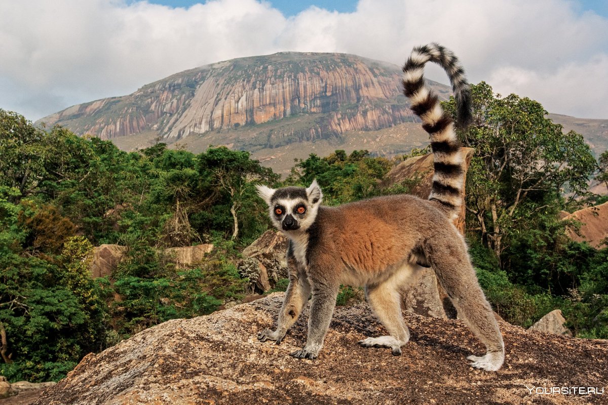 Республика Мадагаскар лемуры
