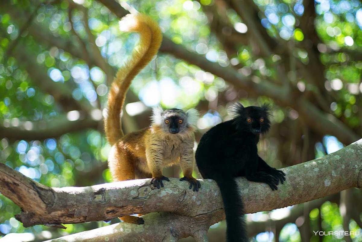Мадагаскар парк перине