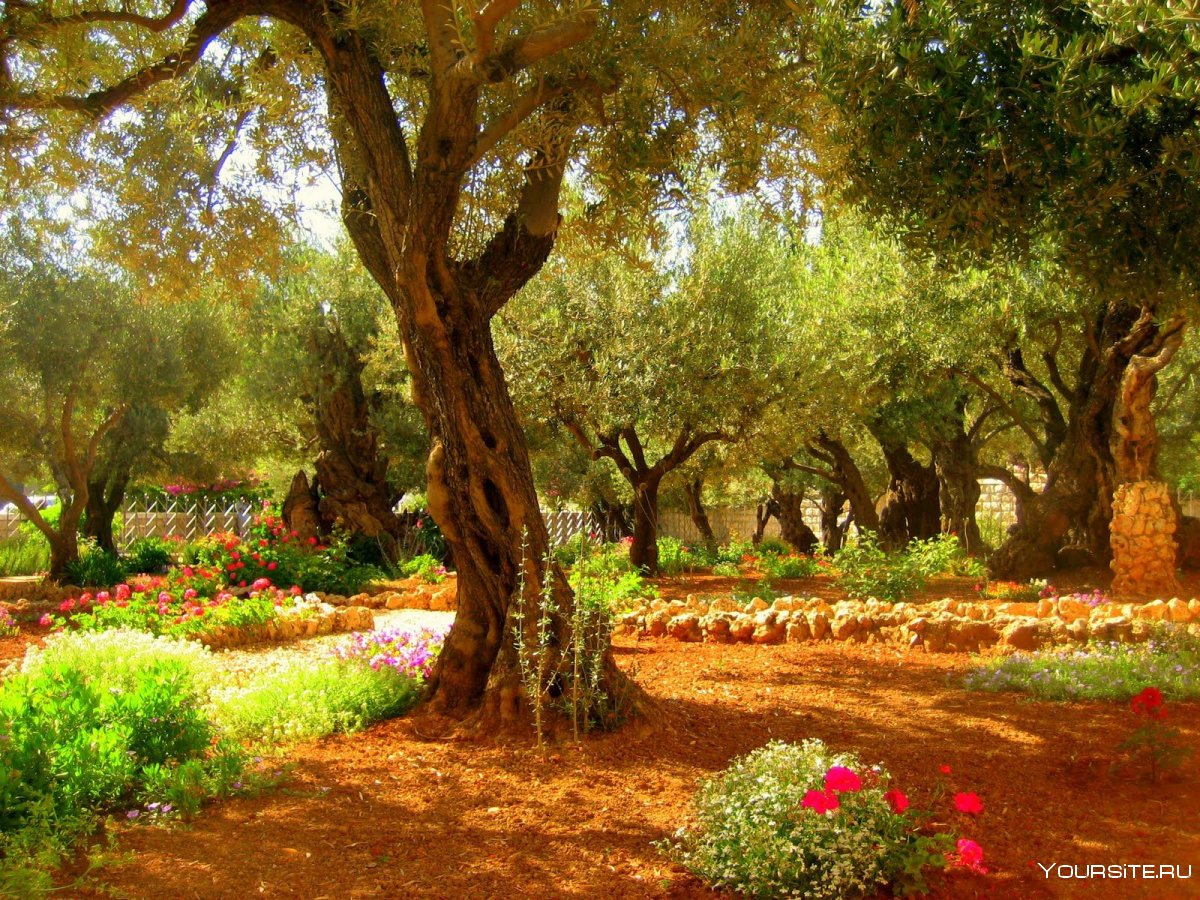Олива дерево Гефсиманский сад