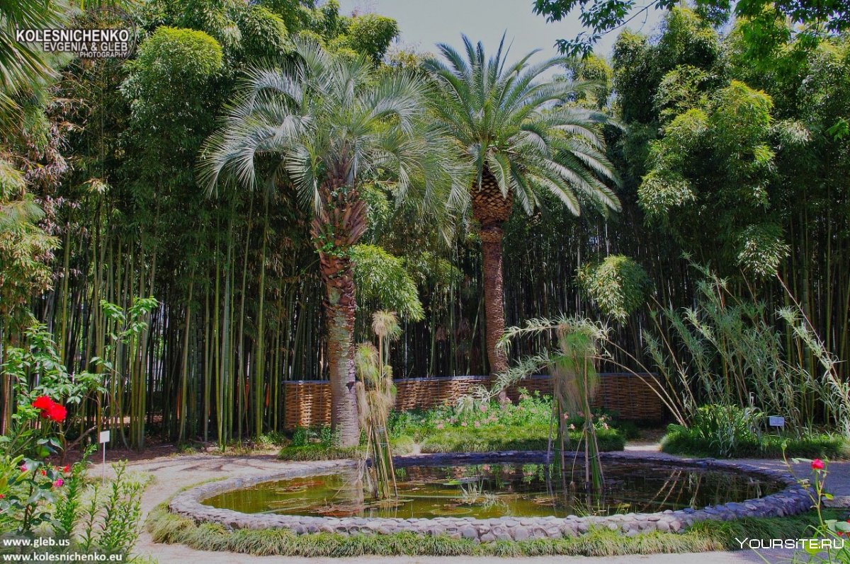 Ботанический сад в Пицунде