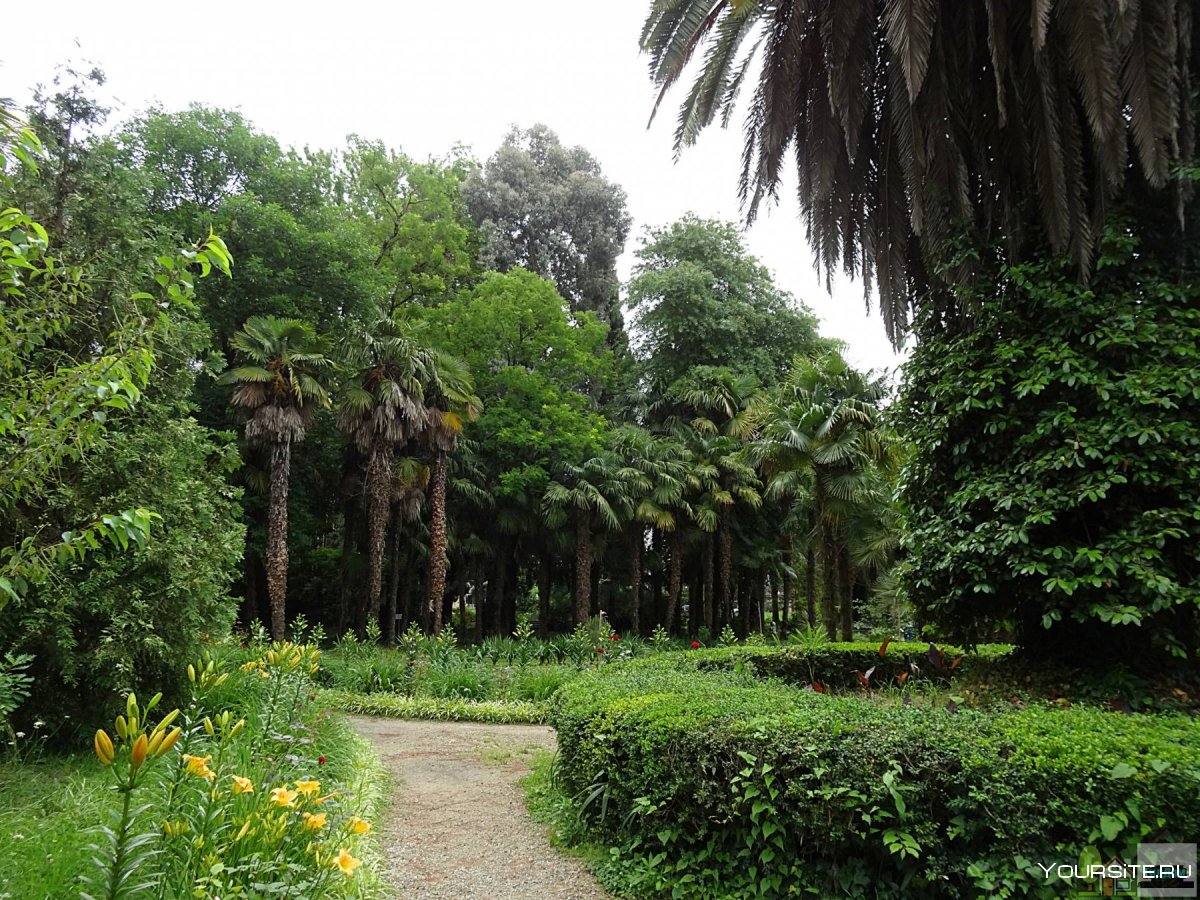 Сухум Абхазия Ботанический сад улица