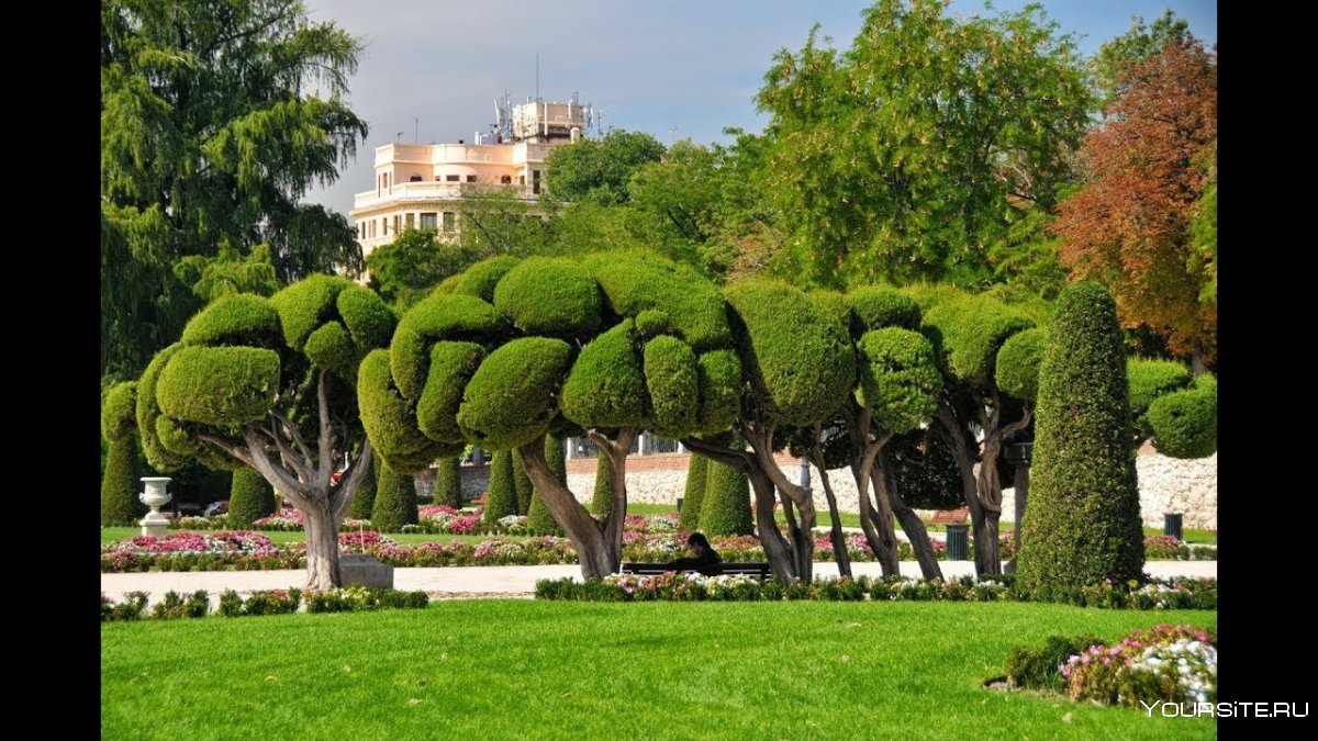Деревья в Ретиро Мадрид
