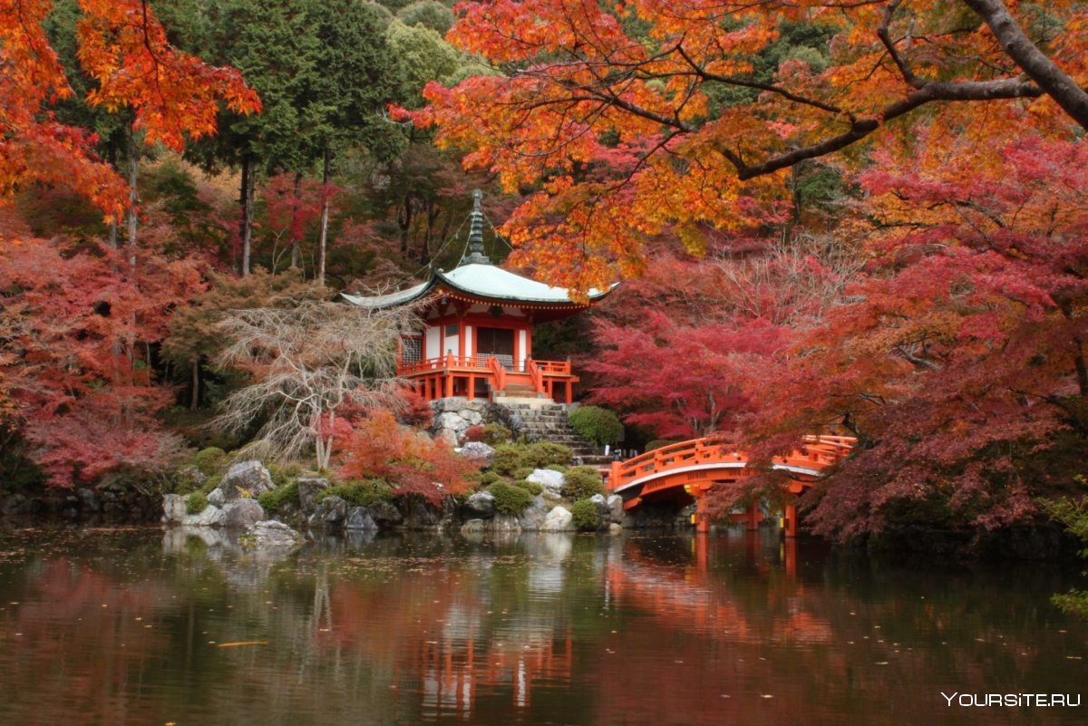 Autumn Kinkakuji Temple