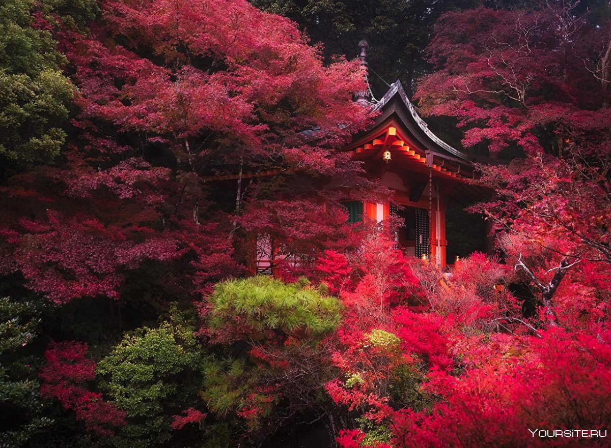 Киото Япония дерево