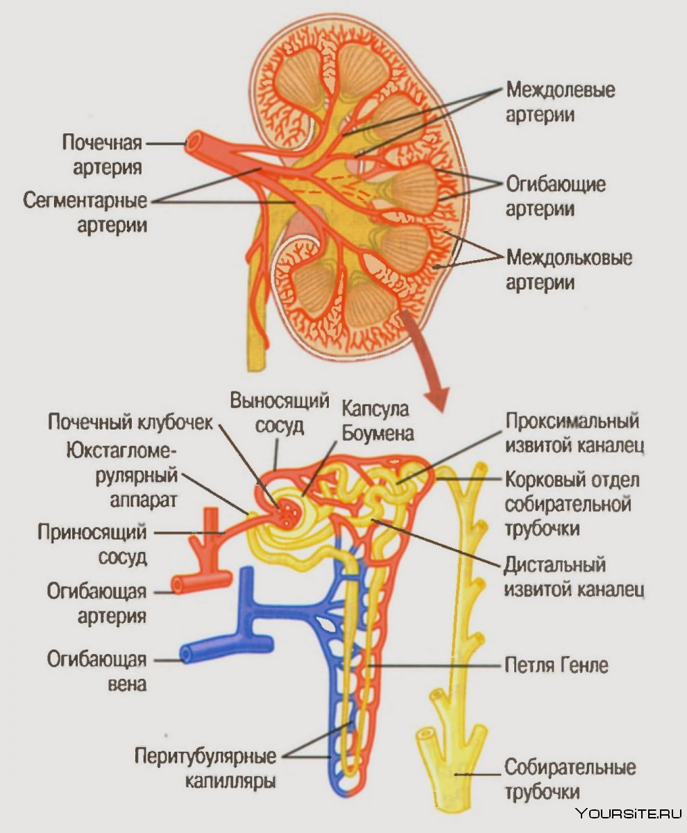 Почечные артерии анатомия