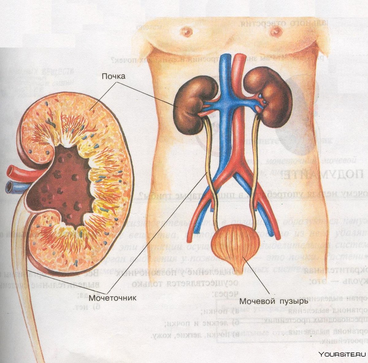 Мочевыделительная система человека почки анатомия