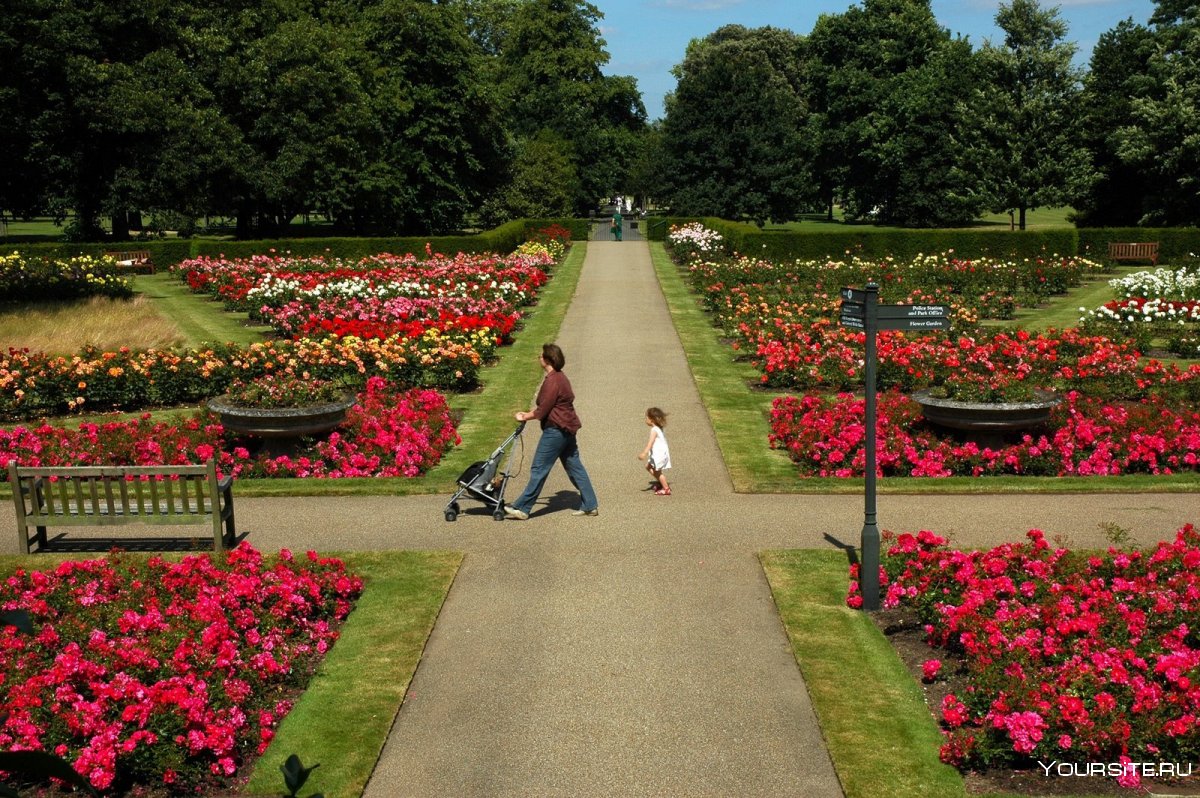 Холланд парк в Лондоне сад ирисов