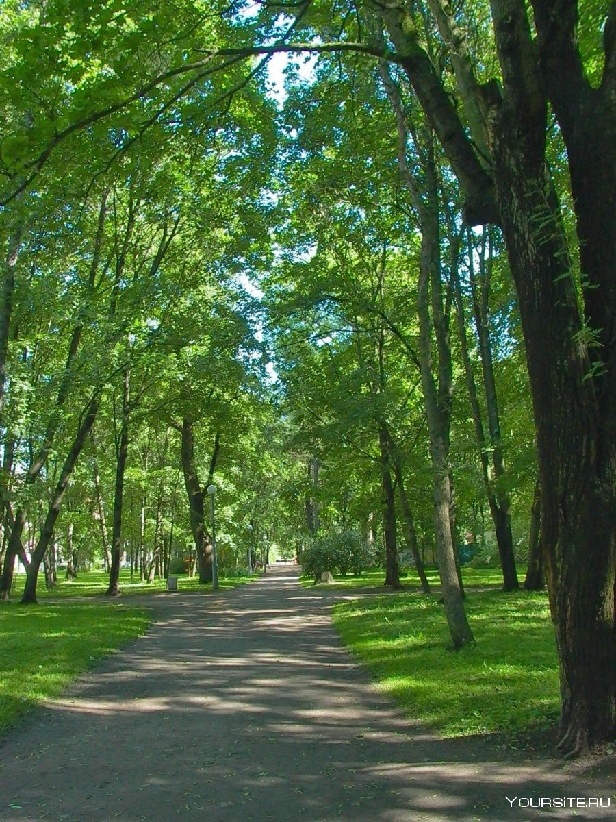Парк Победы Череповец зеленые насаждения