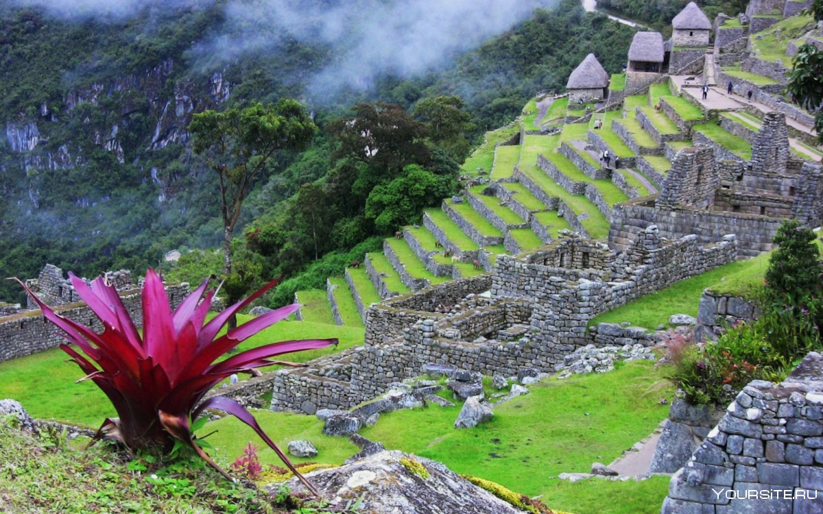 Мачу-Пикчу, Перу растительность