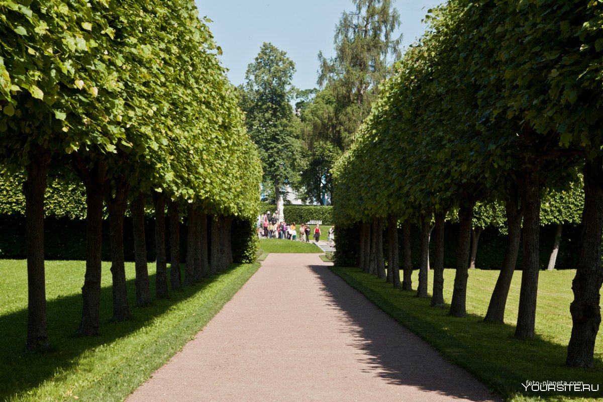 Екатерининский парк дубовая аллея