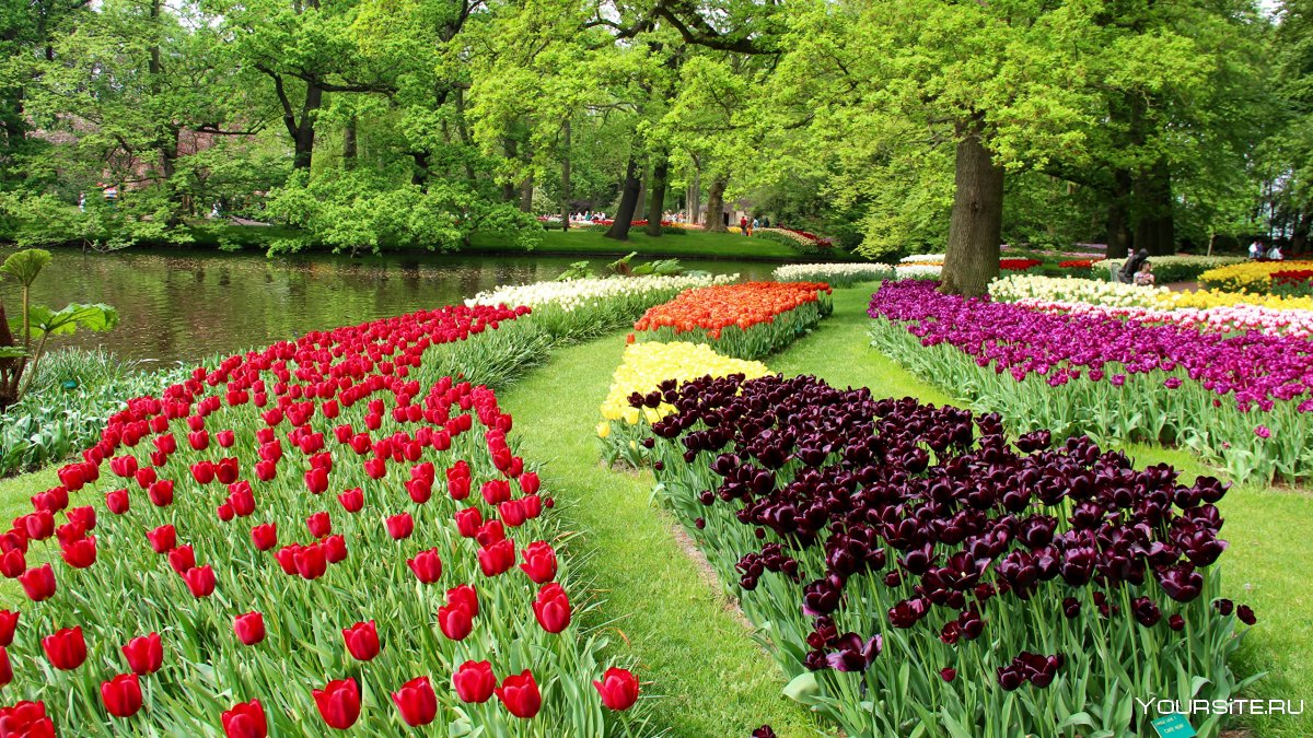 Нидерланды Кекенхоф парк тюльпанов