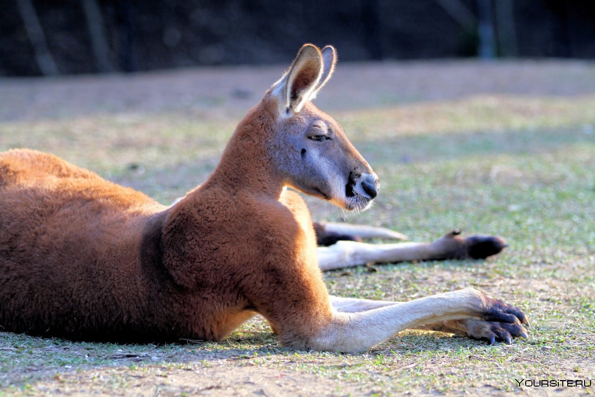 Красный кенгуру в Австралии