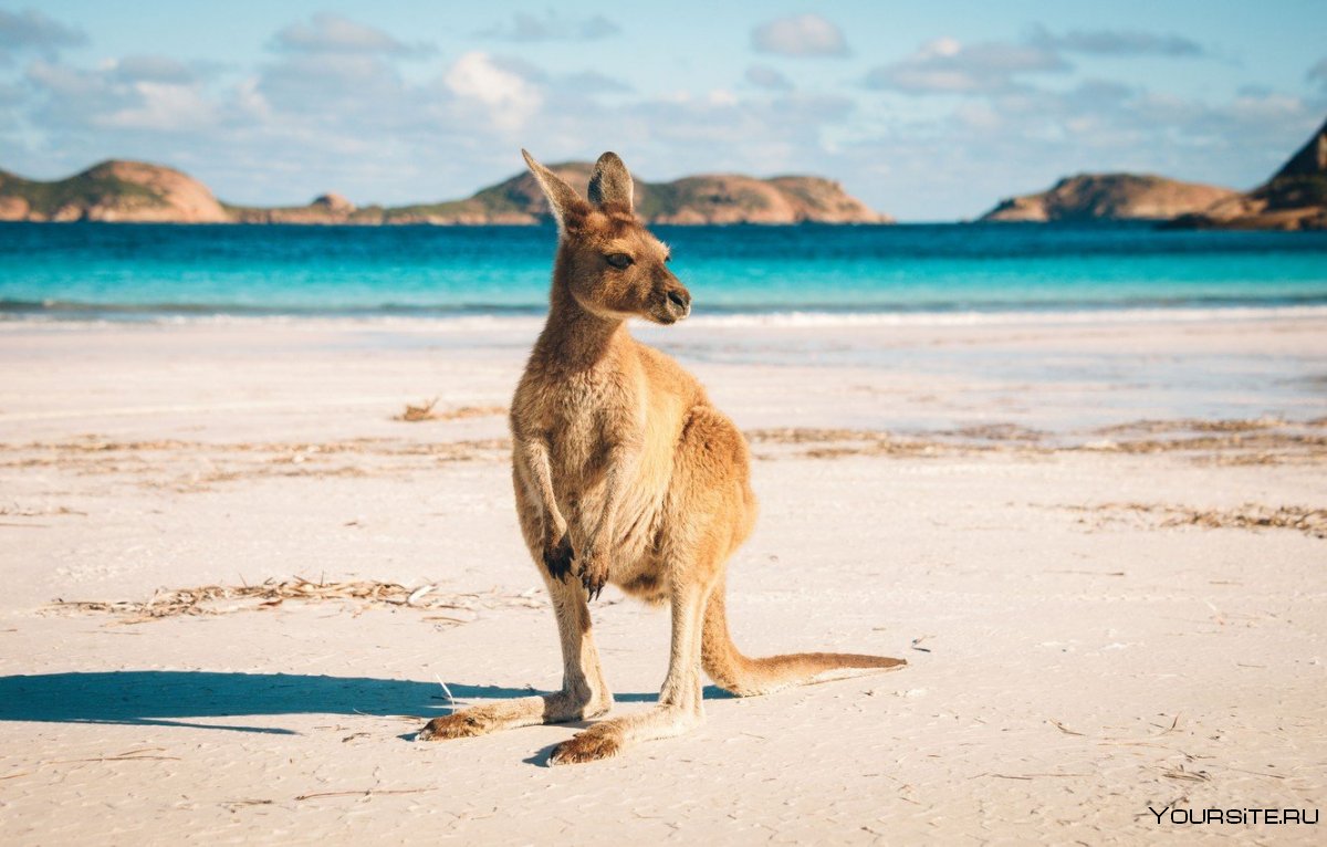 Кенгуру на пляже в Австралии