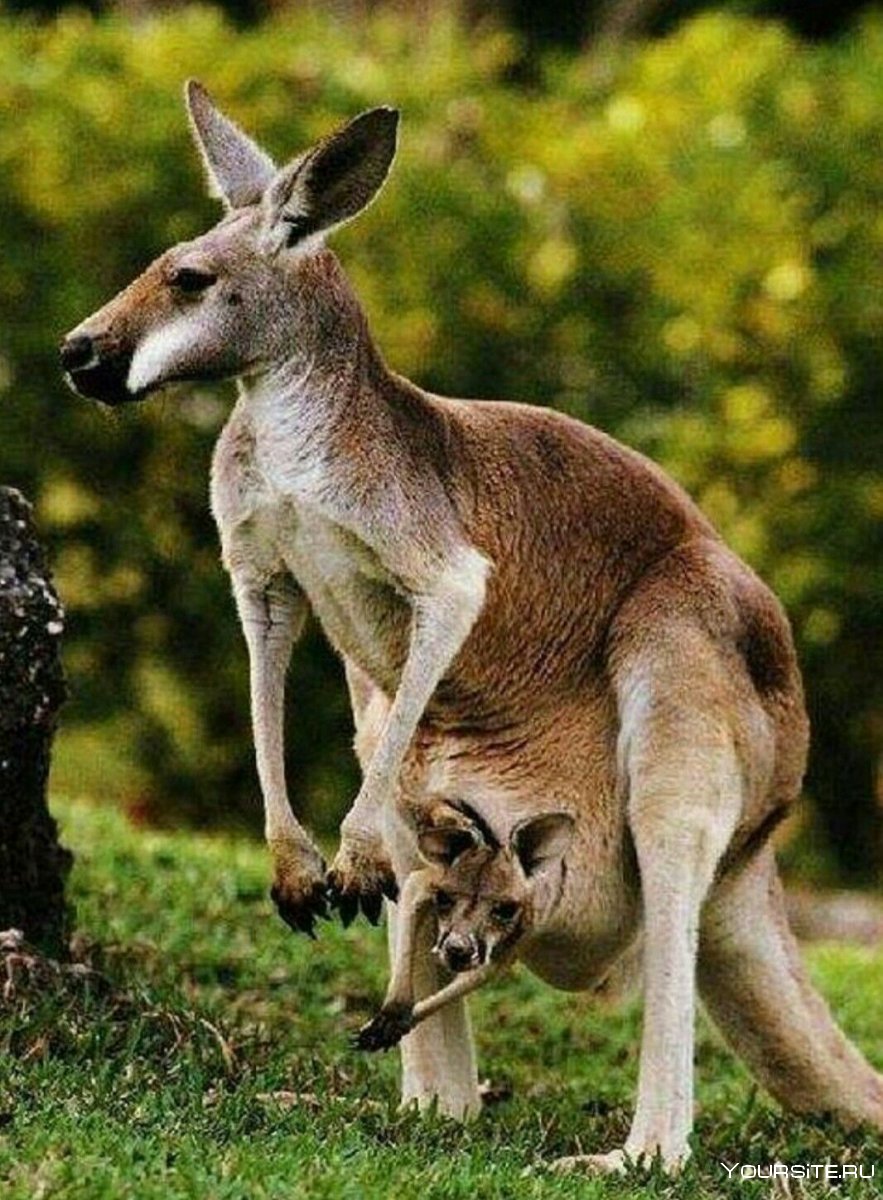 Сумчатые кенгуру