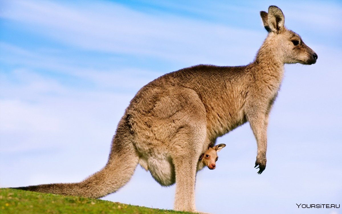 Животный мир Австралии кенгуру