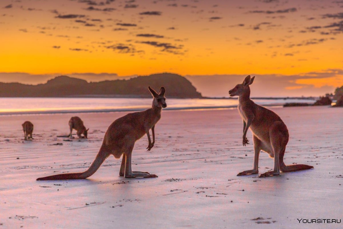 Австралия кенгуру