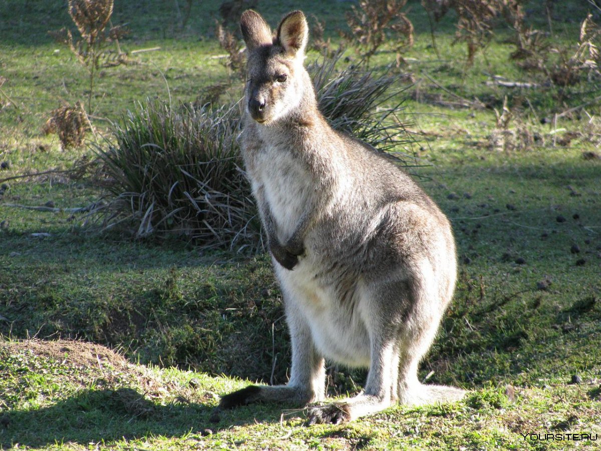 Австралия Буш кенгуру