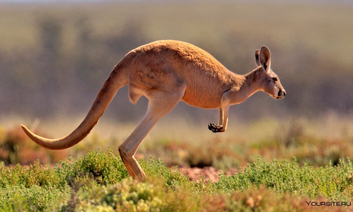 Австралия пустыни кенгуру