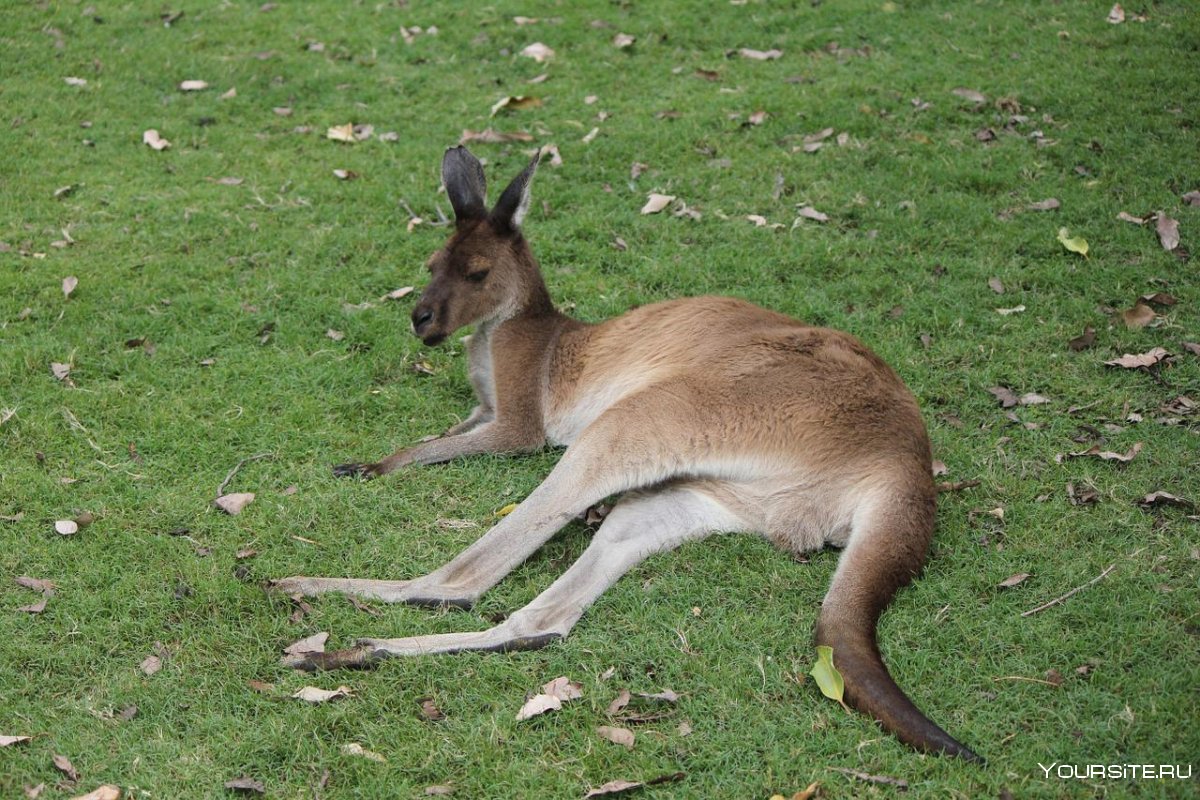 Норка кенгуру Австралии