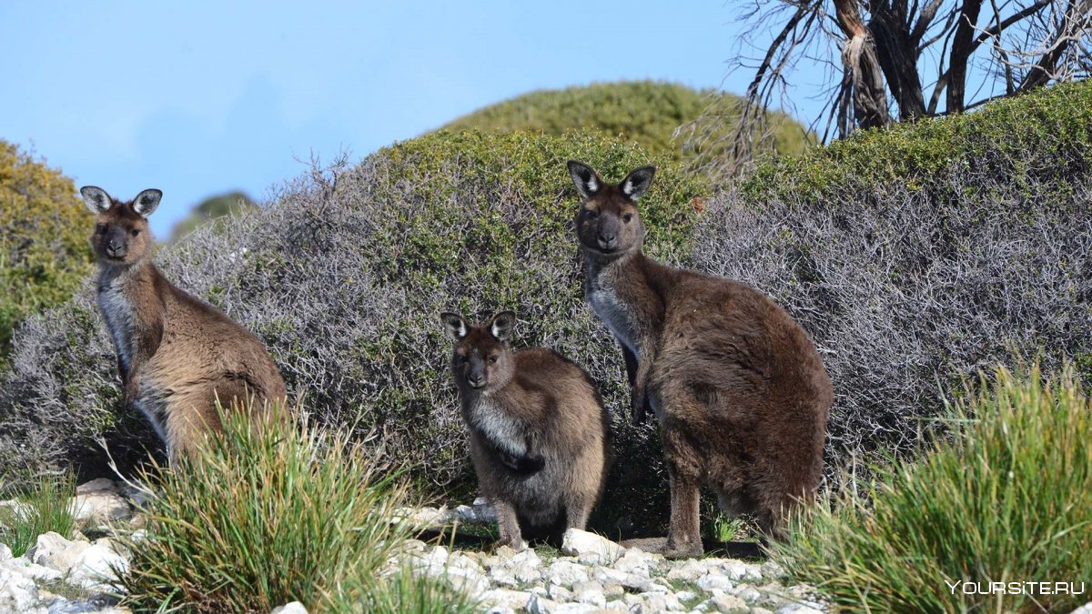 Достопримечательности Аделаиды остров кенгуру