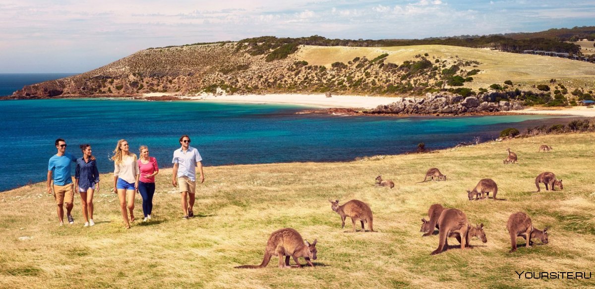 Австралия Сидней кенгуру