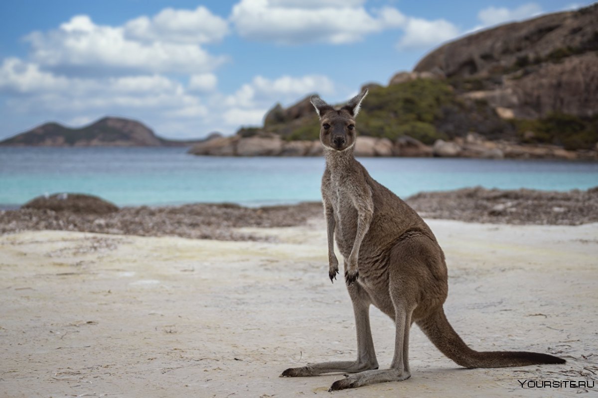 Сидней кенгуру