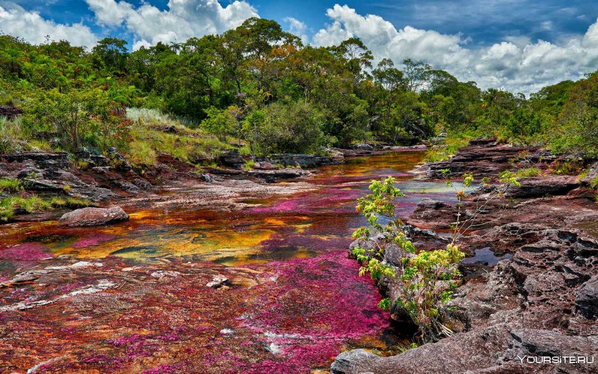 Цветная река Каньо-Кристалес, Колумбия