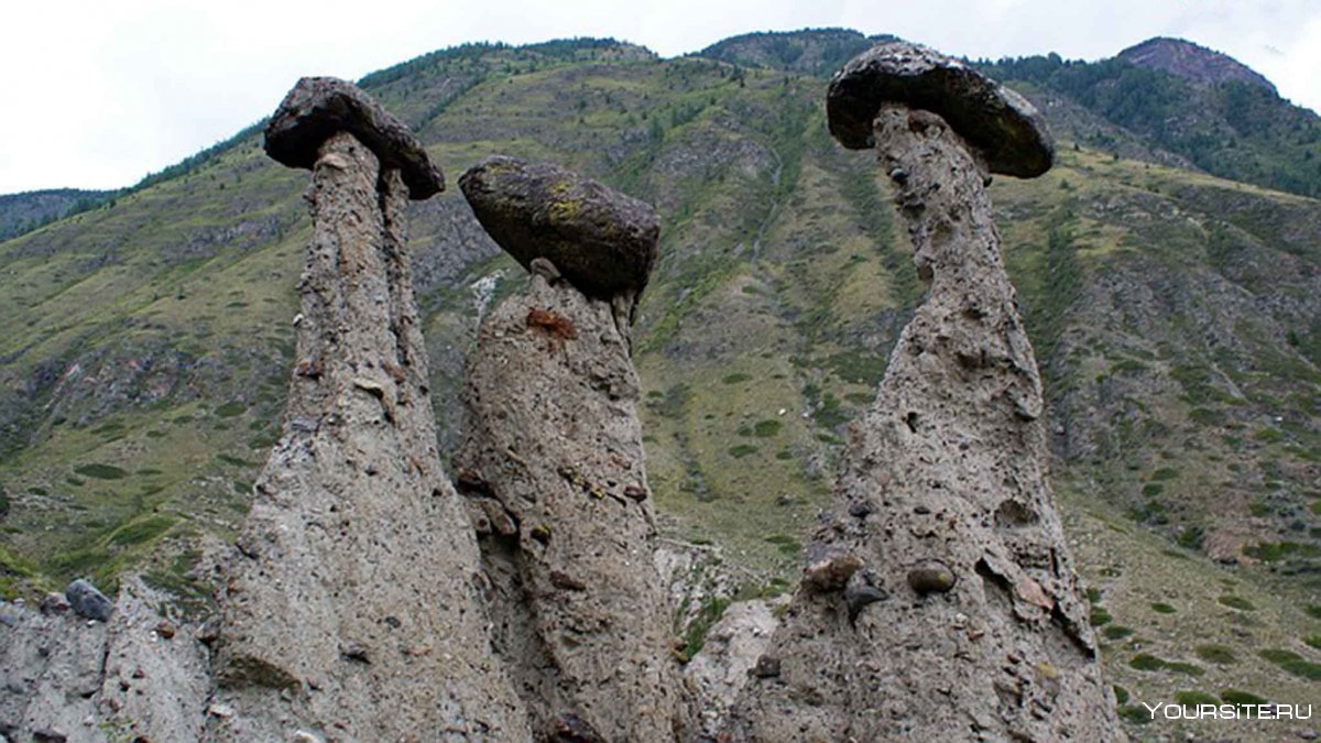 Каменные грибы Алтай местонахождение