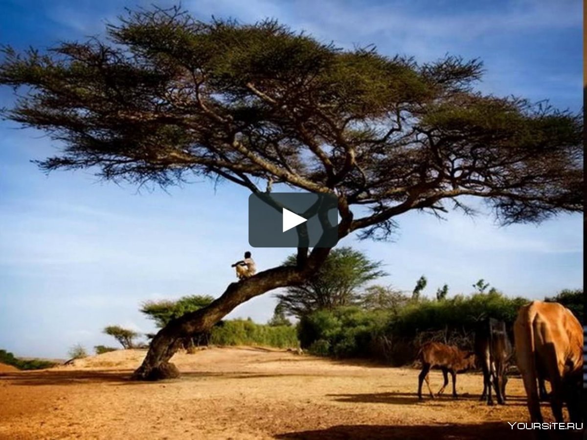 Эфиопия природа сафари