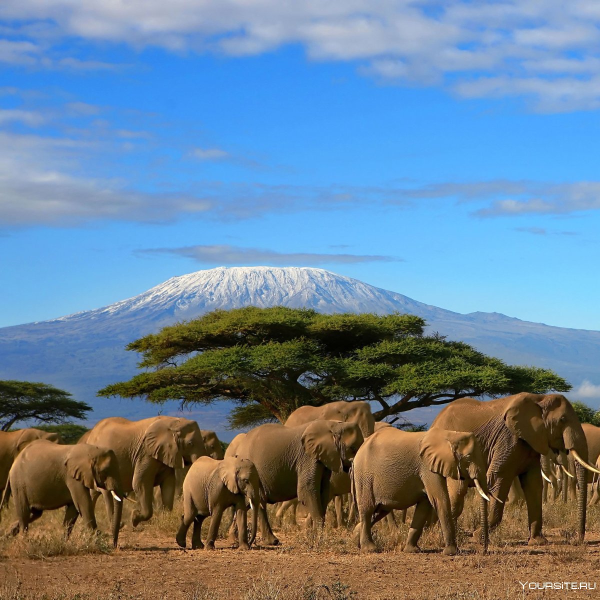 Килиманджаро сафари Кения