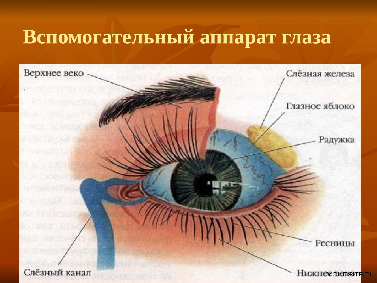 Схема глазного яблока и вспомогательного аппарата