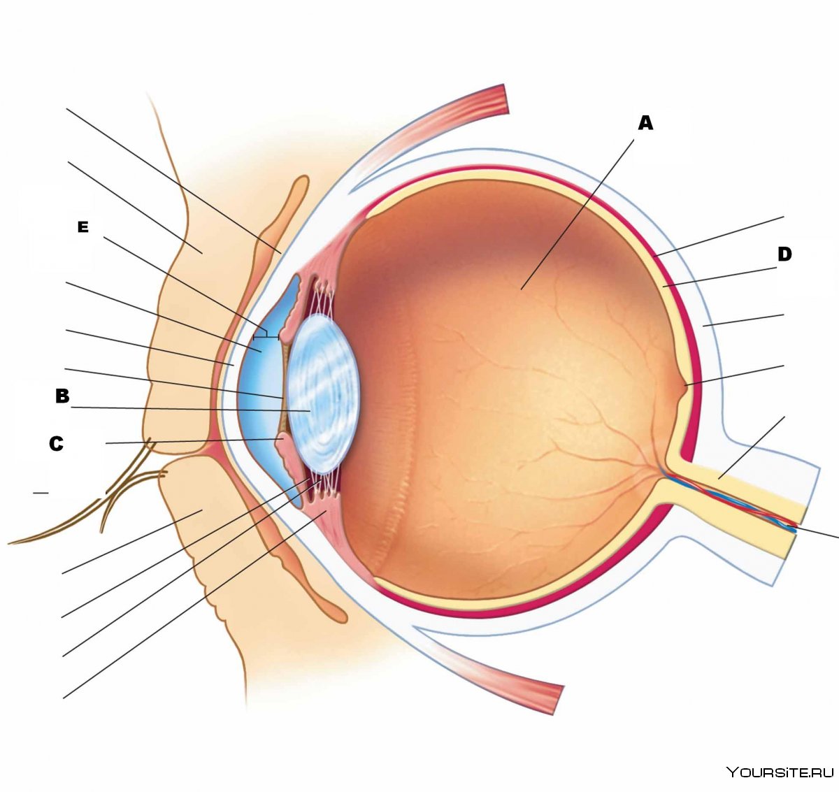Роговица глаза строение анатомия
