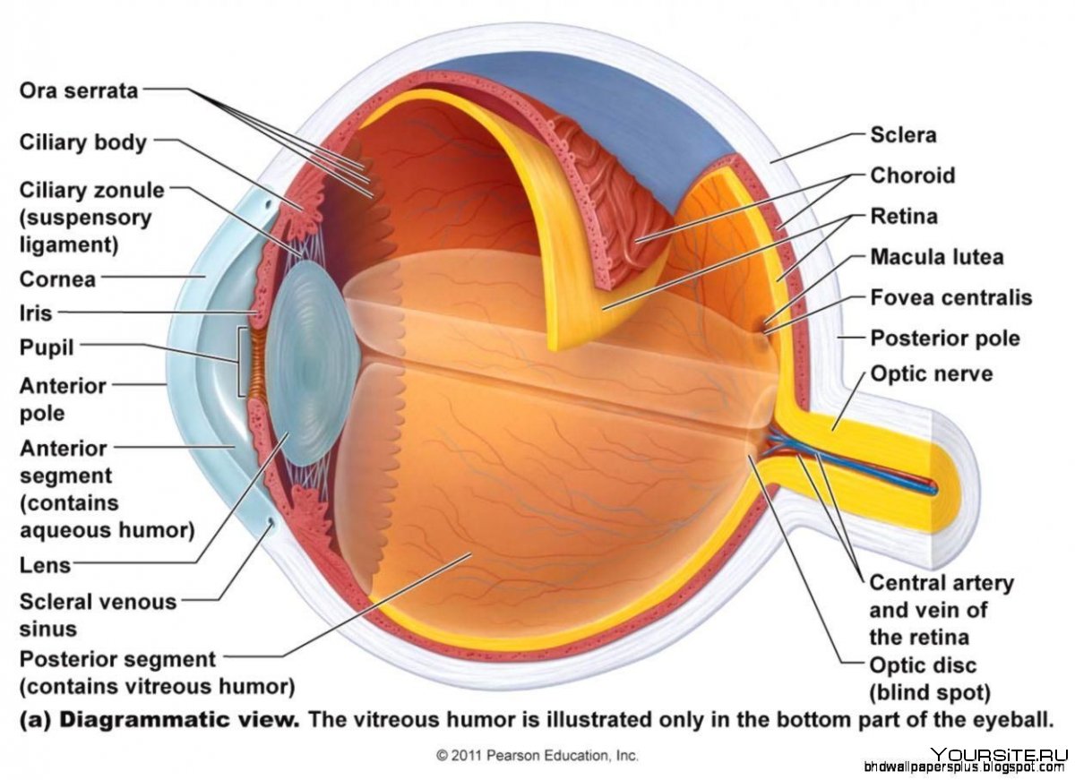 Анатомическое строение глаза человека схема