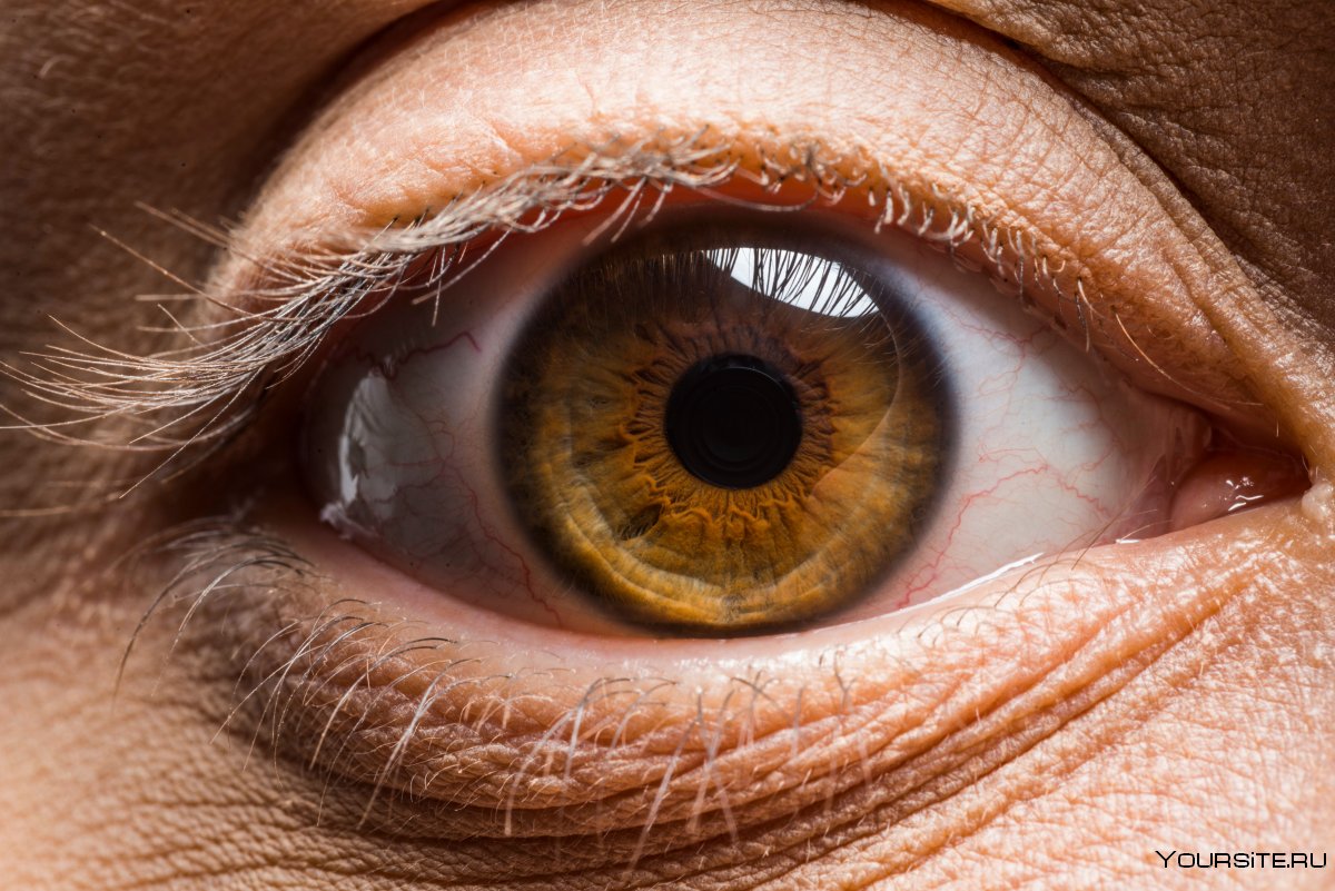 Распознавание сетчатки глаза