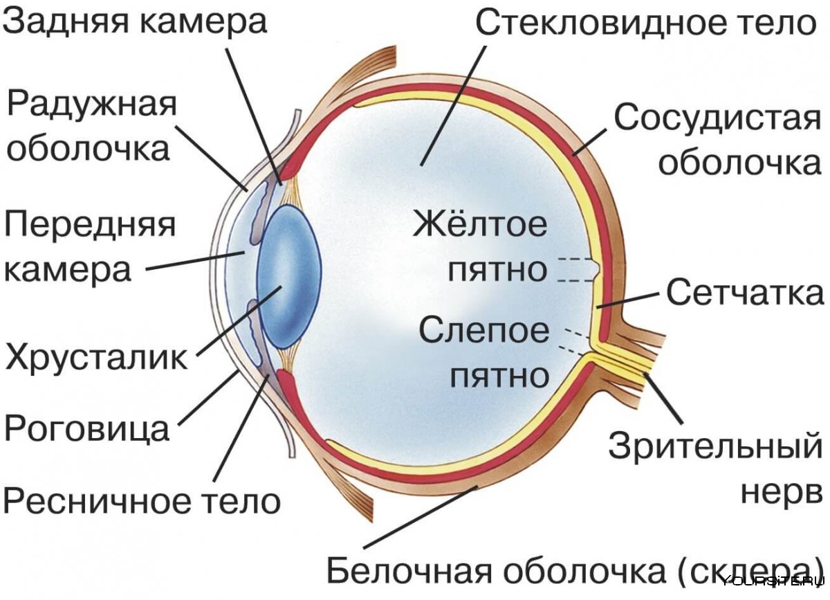 Схема строения глазного яблока человека