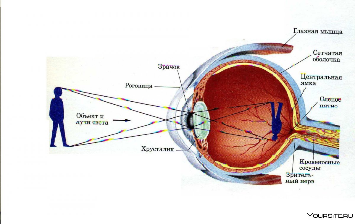 Анатомия глаза глаз это