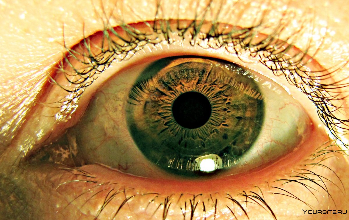 Зеленые глаза Макросъемка