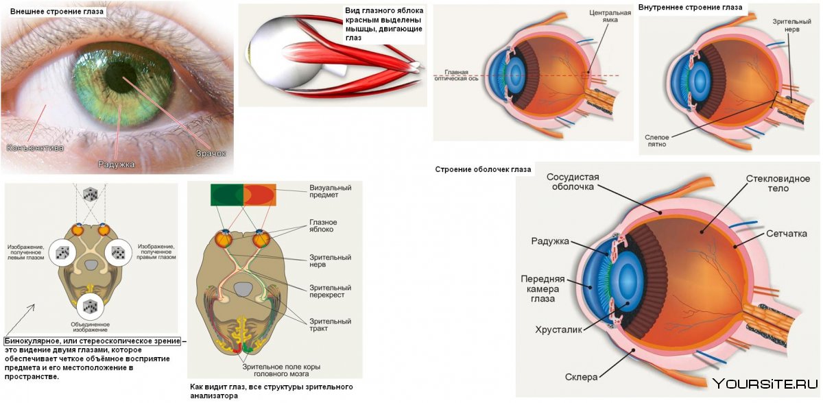 Строение органа зрения человека анатомия
