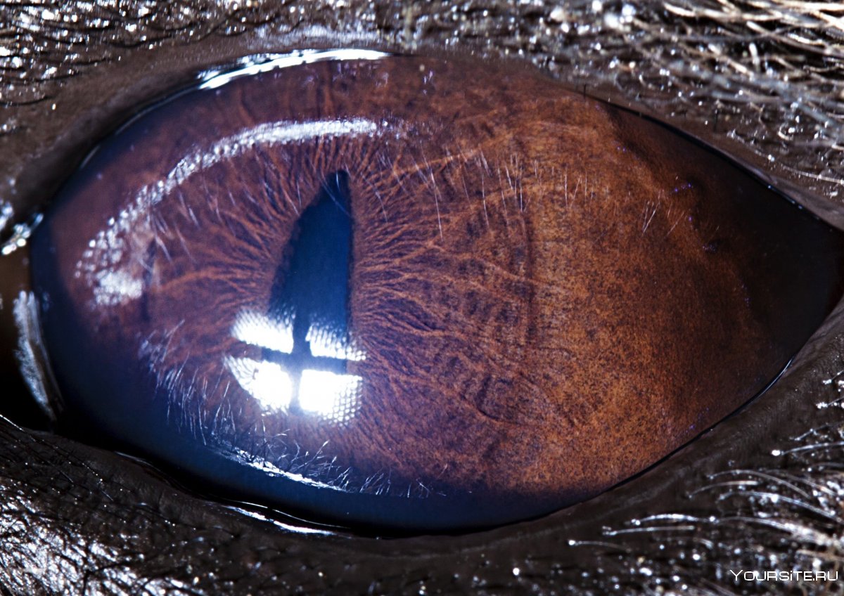 Человеческий глаз изнутри