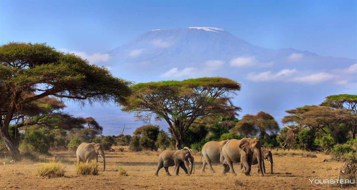Флора национального парка Килиманджаро