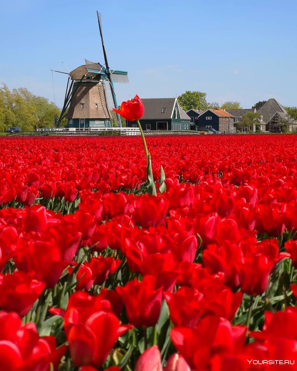 Голландия Нидерланды тюльпаны