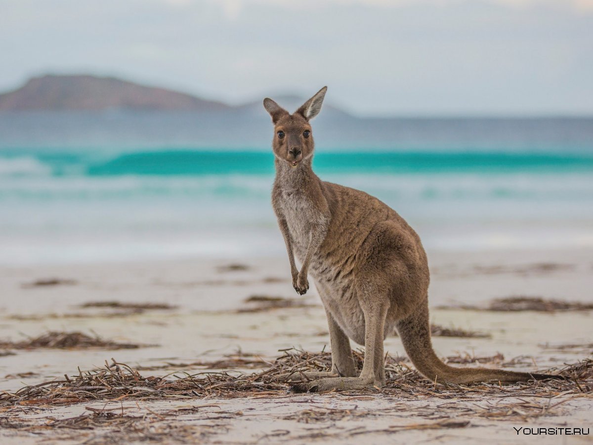 Австралия Сидней кенгуру