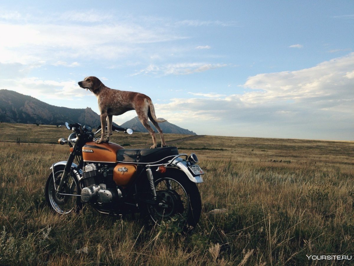 Собака охраняет мотоцикл