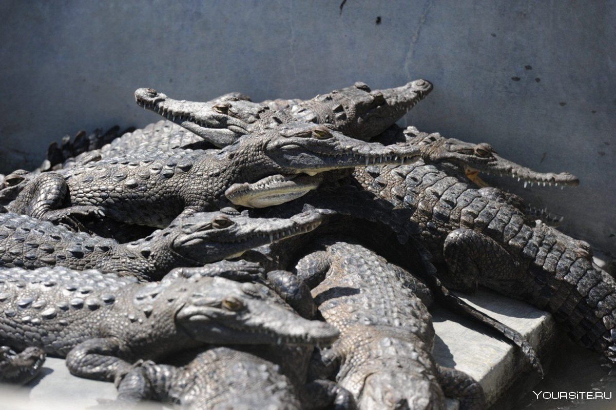 Нильский крокодил Crocodylus niloticus