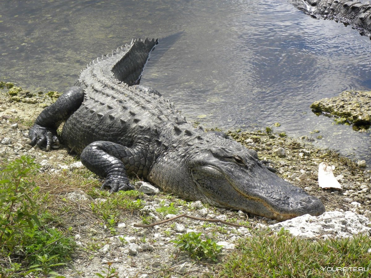 Брелок голова крокодила
