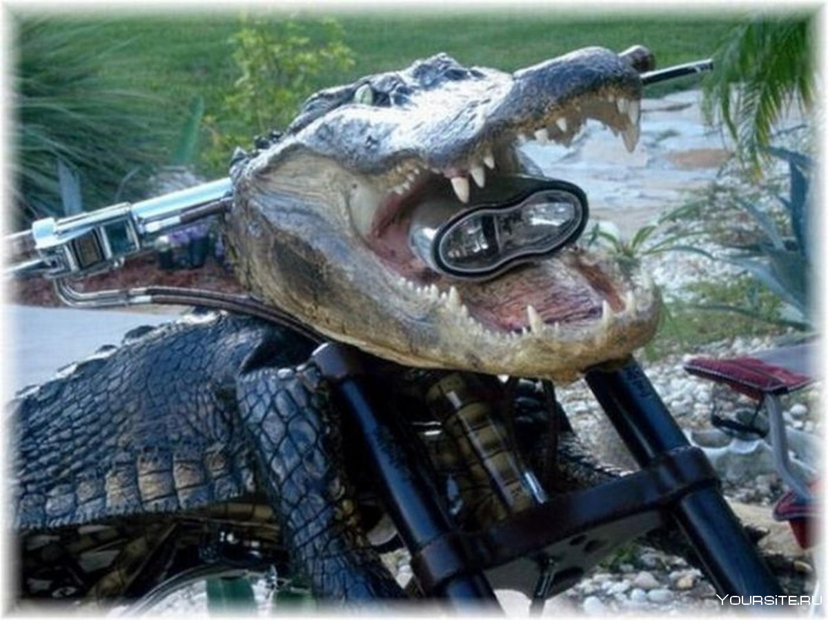 Крокодил мото