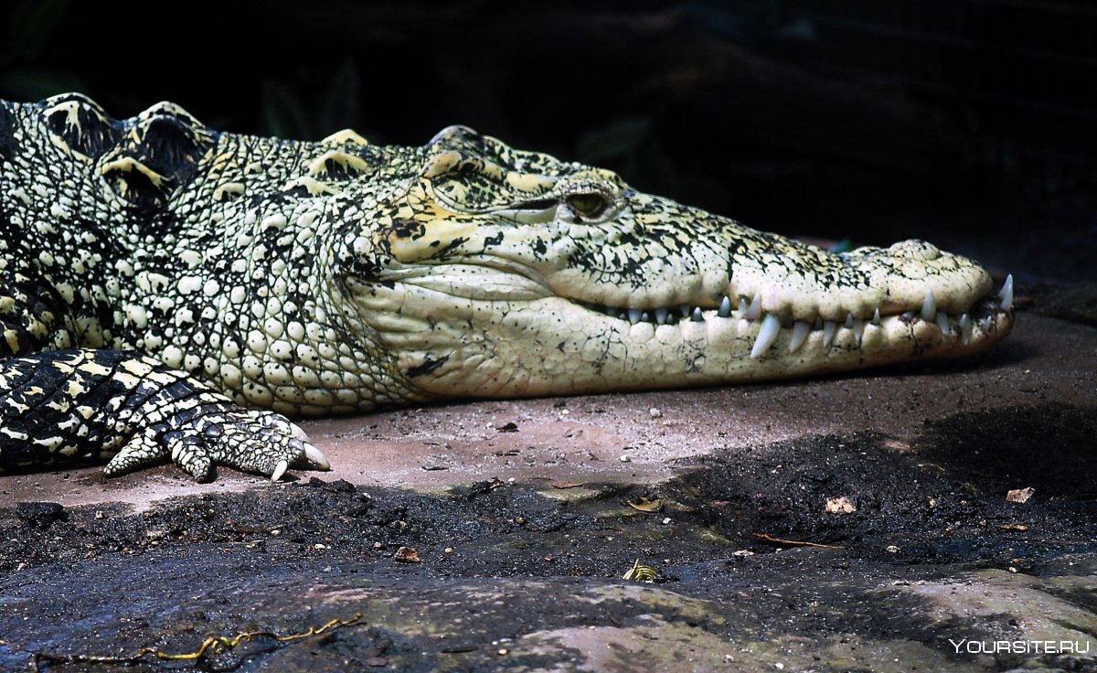 ДЕАГОСТИНИ крокодил кубинский крокодил