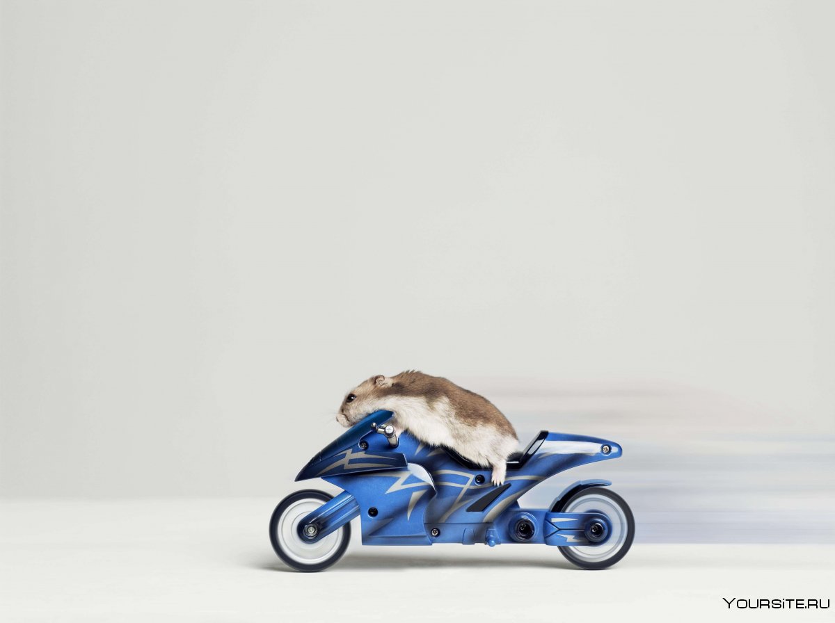 Rat look Motorcycle