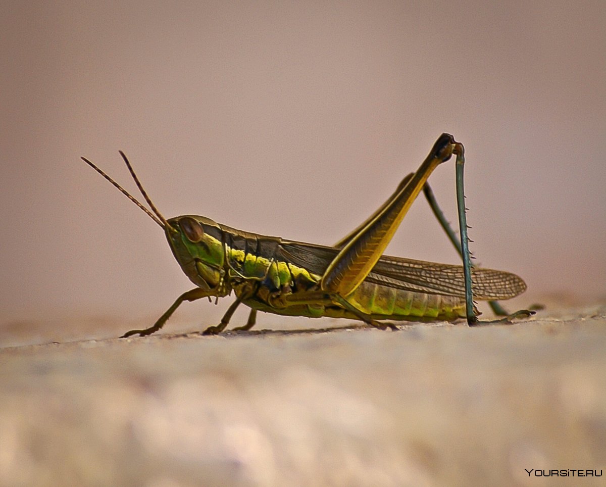 Grasshopper («кузнечик», 1946).